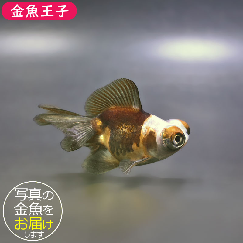 金魚王子】変わり柄蝶尾 9±1cm前後 (個体番号：xsw855) 金魚 きんぎょ