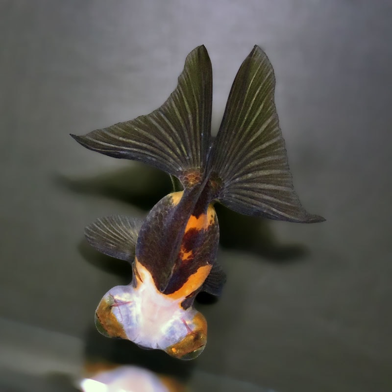 金魚王子】変わり柄蝶尾 9±1cm前後 (個体番号：xsw855) 金魚 きんぎょ