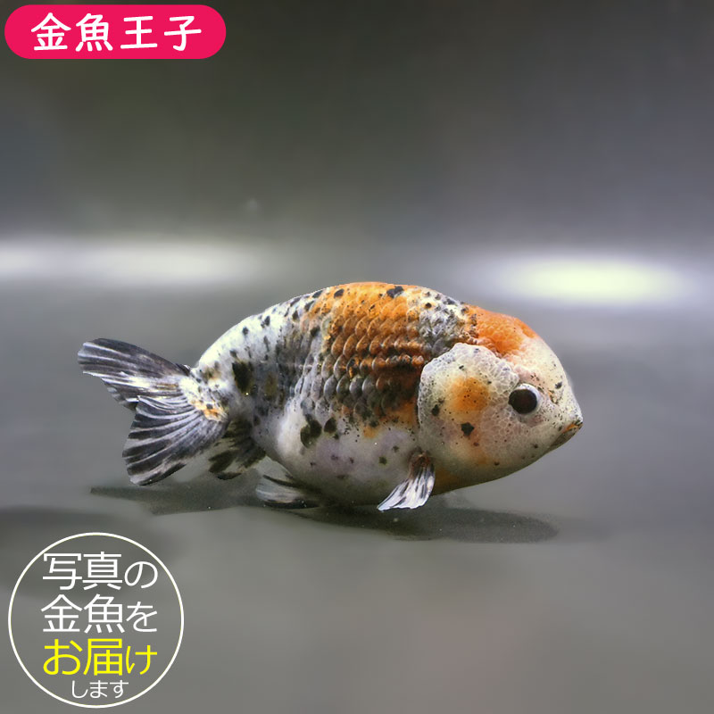 金魚王子】五色江戸錦 13.5cm前後 (個体番号：zaq136) 金魚 きんぎょ
