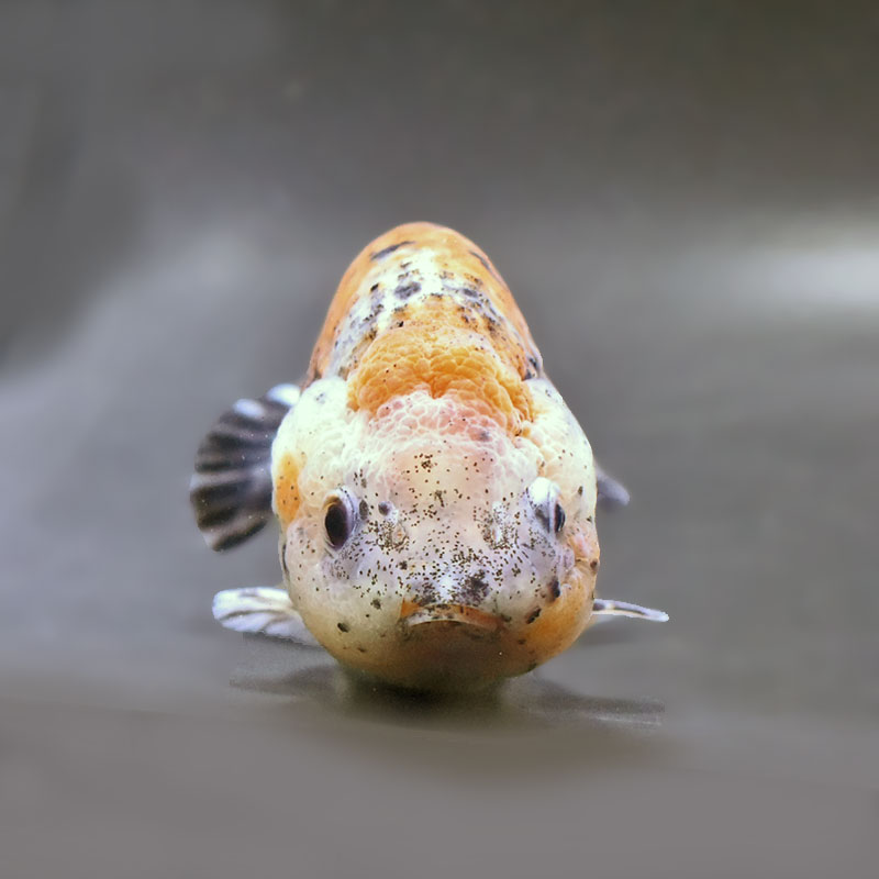 金魚王子】五色江戸錦 13.5cm前後 (個体番号：zaq136) 金魚 きんぎょ