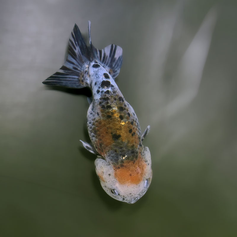 金魚王子】五色江戸錦 13.5cm前後 (個体番号：zaq136) 金魚 きんぎょ
