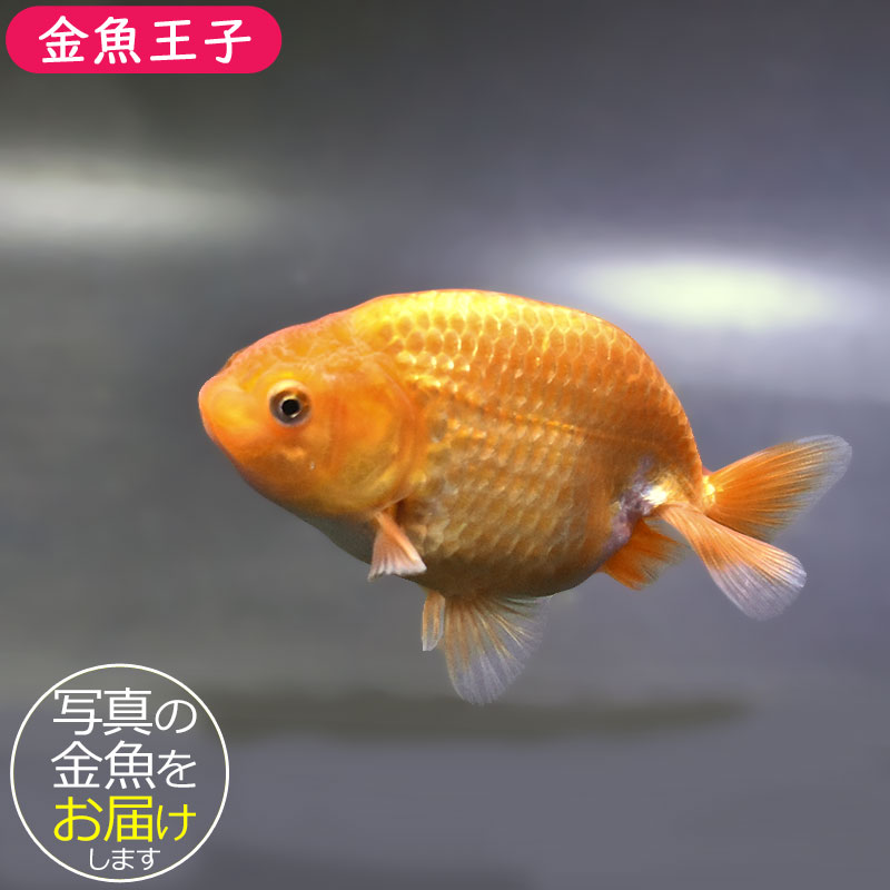 金魚王子】更紗らんちゅう 9±1cm前後 (個体番号：zaq321) 金魚