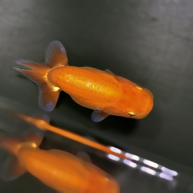 金魚王子】更紗らんちゅう 9±1cm前後 (個体番号：zaq321) 金魚