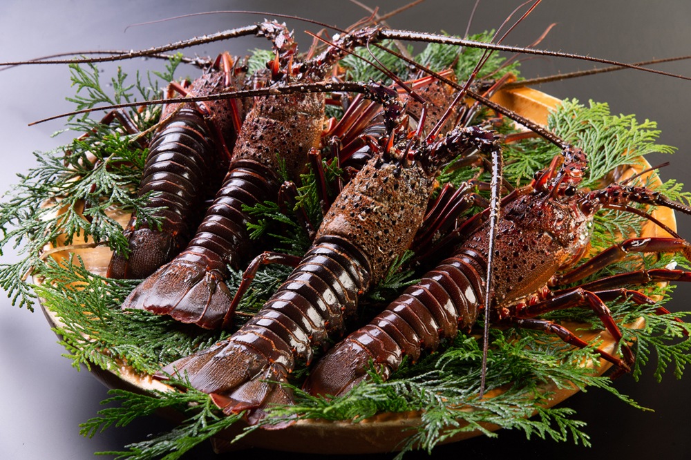 産直】活き伊勢海老 5尾 | 魚介・海産物 | おかげ横丁公式オンライン