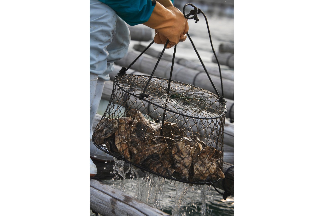 �ڻ�ľ����¢��Ū�𤫤���30�ĳ��դ���������