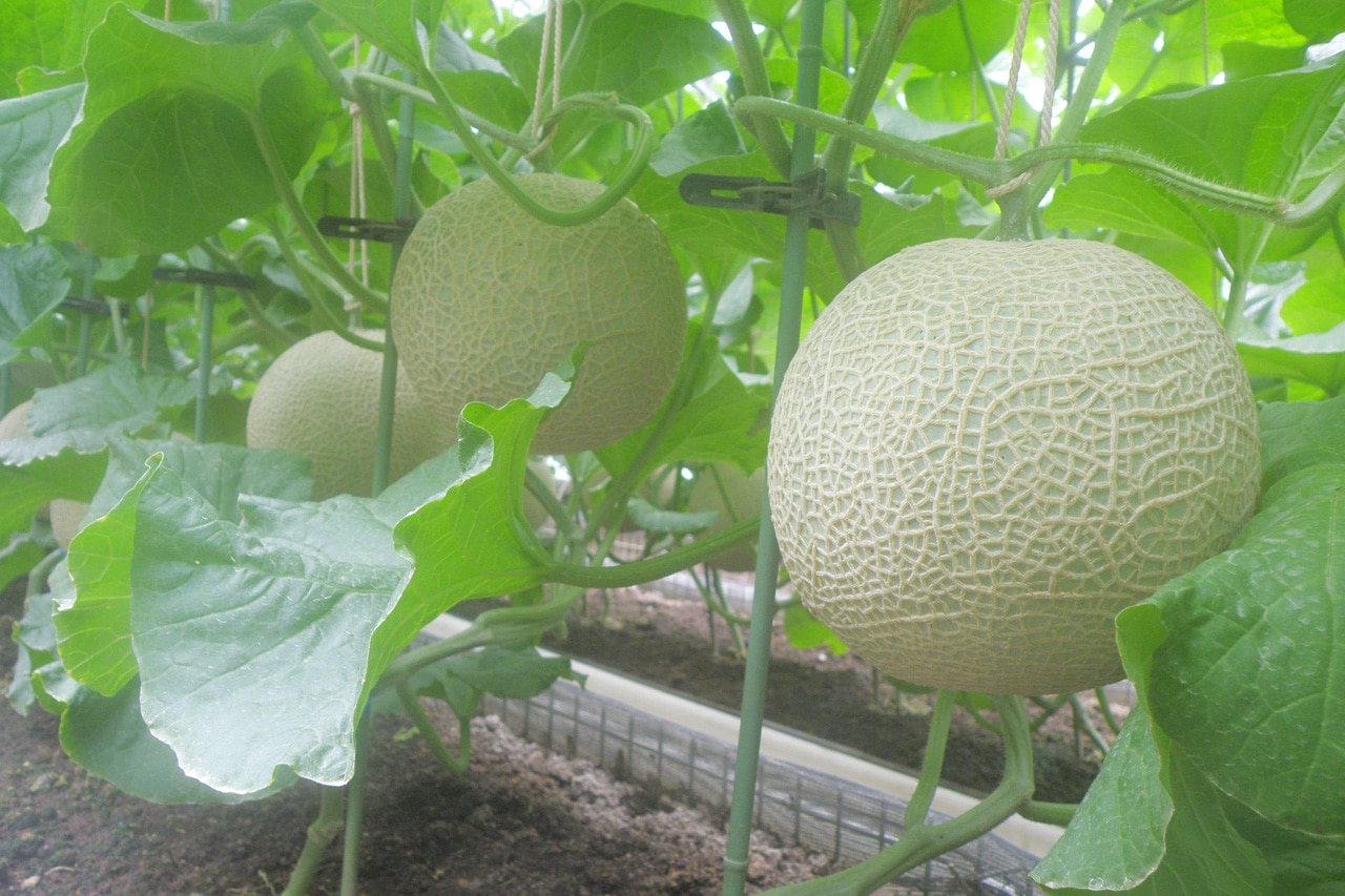 �ڻ�ľ����ĥ�����2��