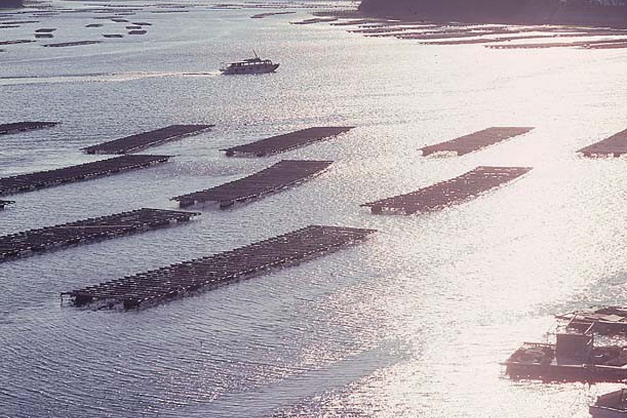 �ڻ�ľ����¢��Ū�𤫤���20�ĳ��դ���������