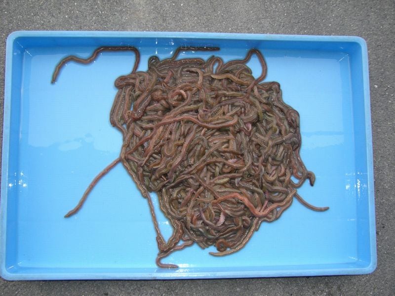 ����ꥨ���ۡ��ĥ�����(����)��500�硡��ɬ���ڤ��Ϥ����ۤ򤴻��꤯��������