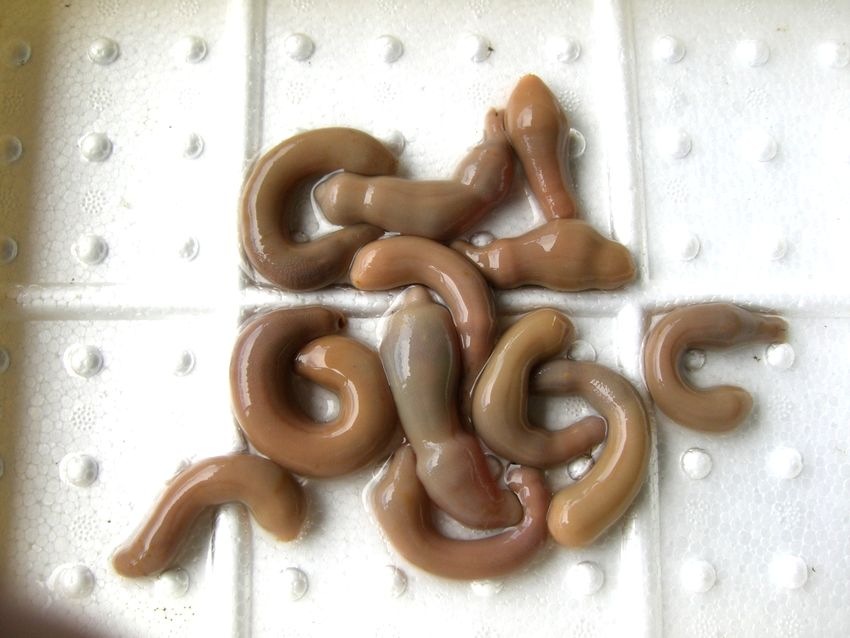 ����ꥨ���ۡ���ष(�����ѡ�������)����ɤ���å�