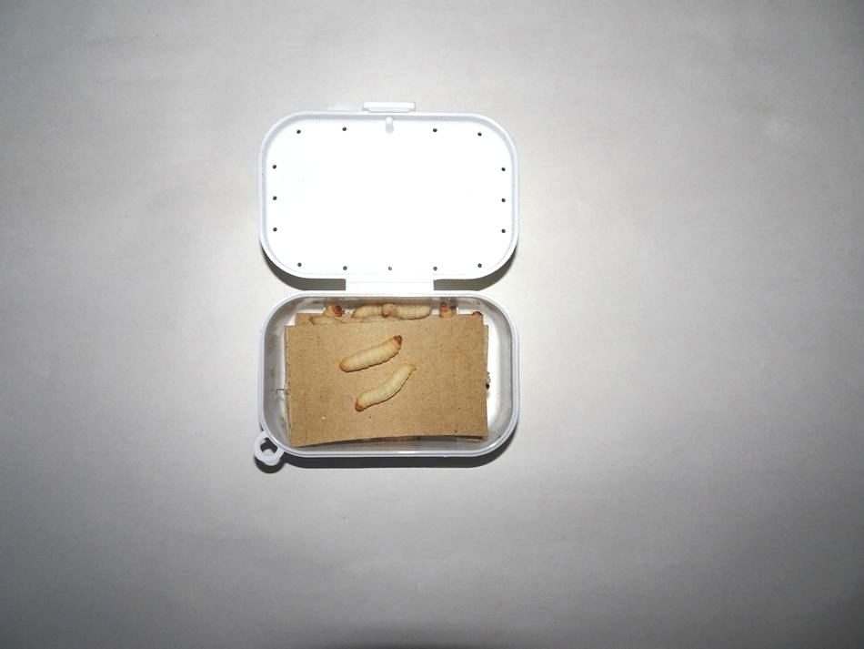 ꥨۡڷή֤ۡɤದԡʤޤʤסˡ30ɤꡡĥå