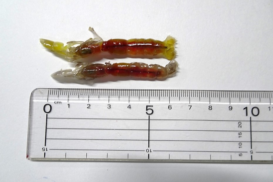 ����ꥨ���� ����ܥ���[���ྦ��] �����˥塼���뤷�ޤ����� ������������