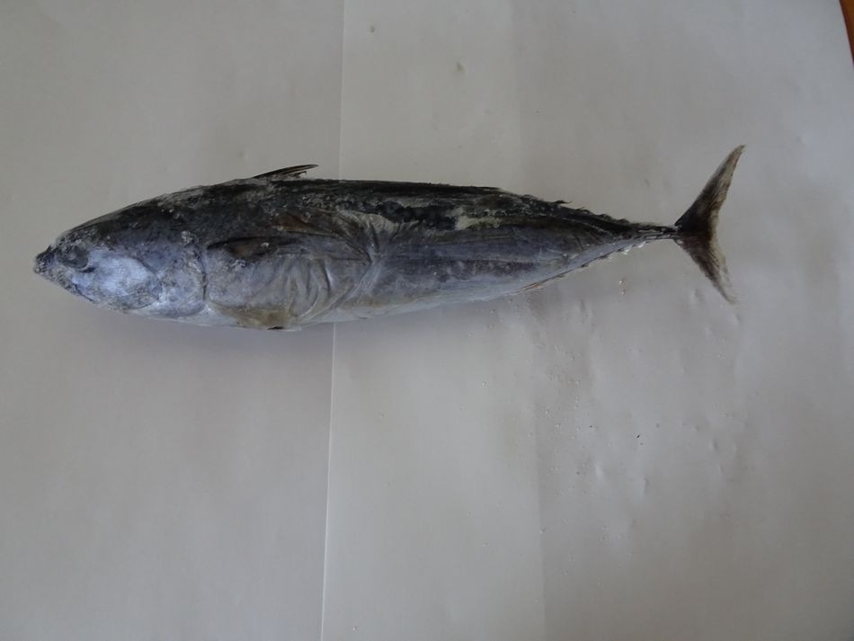 ��ꥨ�����ڥ��ĥ������ܡ�(���������ĥ�����400��500�����塡���ྦ�ʡ���ǯ�ο͵����ʤǤ��������ྦ��