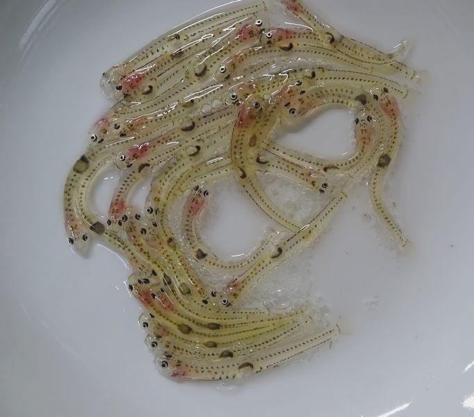 ꥨۿȤȤ졪סॿסྦʢ