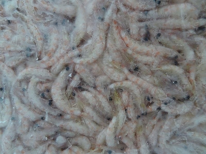 ��ꥨ�������४�����ߡ��ò� ���������� ��kg���ޥ����ѥ�������