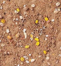 �ڥޥ륭�塼�� ���̥ѥ�֣ӣ� 3.5kg�������̤դ�����ꡡ2019ǯ3�ȯ�䡪