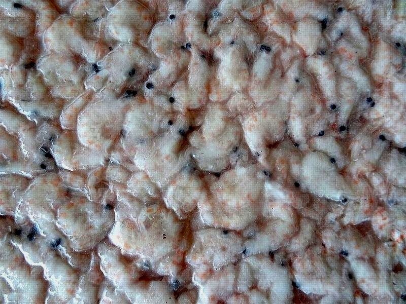 �����¡ۡڥ������ߡۡ��ܥ��륪�����ߣ�kg��γ������:�̡ˡ� ���㥯�����ذ�Ȣ�Ǥ�ȯ���ϣ���ޤǢ� �����ྦ��