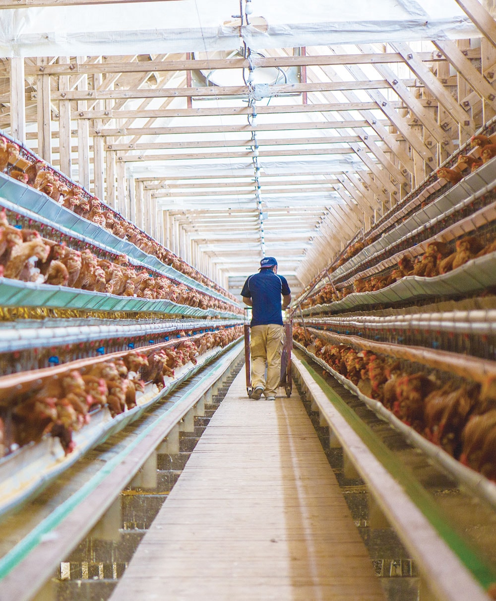 菊ちゃんの卵 卵かけご飯セット ※送料無料