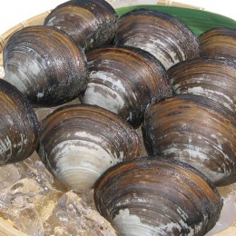 いわき産 活ほっき貝