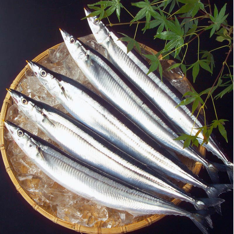 選りすぐりの生さんま　特特大11尾