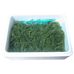 ���츩�����绺 ���֤ɤ� ��̳�� [�ﲹɬ��] �繬����