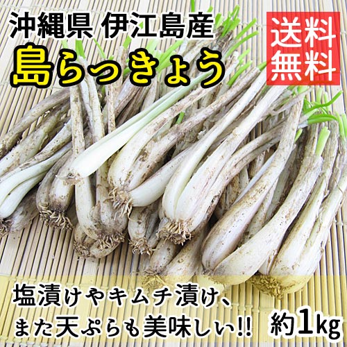 島らっきょう苗（伊江島産）100本〜 臭