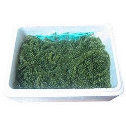 ���츩�����绺 ���֤ɤ� ��̳�� 2�ѥå����å� ����̵����[�ﲹɬ��]