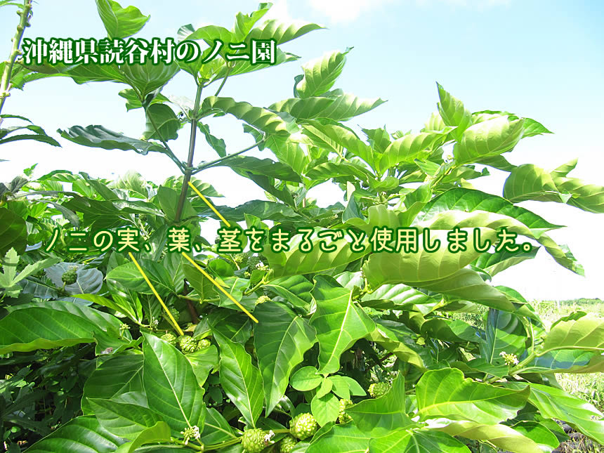 Υ ƥХå 303ĥå 컺 ̵Ǥ