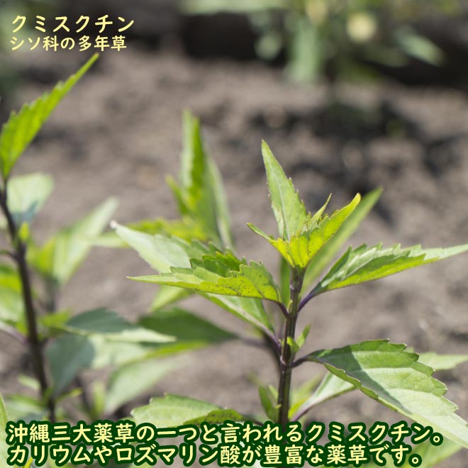 ���ߤ��������� 100g �Х� ������� ���츩�����ߥ���������� ��������