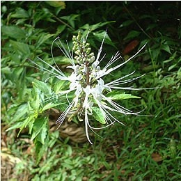 ���ߤ��������� 100g �Х� ������� ���츩�����ߥ���������� ��������