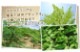 ΰ�忷�� ����ʴ�� 60g ���컺���󥬻��ѡ�����������������������������������Ķ�ò��ʾ�̣���¡�2026.8.1��