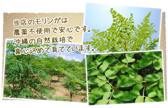 ΰ�忷�� ����γ 300γ���� 100���컺���󥬻���