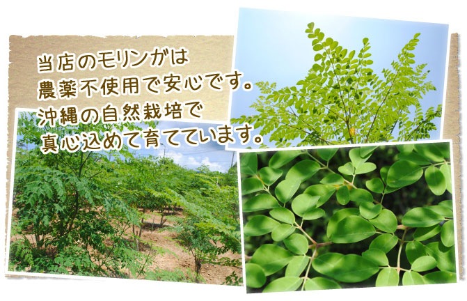 ΰ�忷�� ����γ 300γ�����6�ĥ��å� 100���컺���󥬻��� ����̵��