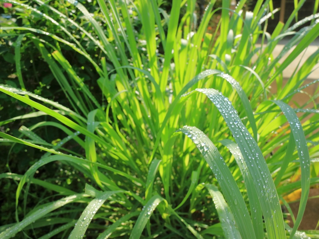 島詩紅茶-ローゼルブレンド | オキネシアオンラインショップ