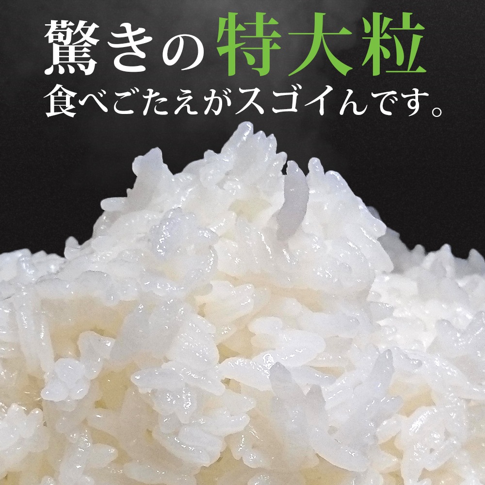 無農薬 雪若丸 10kg (5kg×2袋) 山形県産 令和7年産