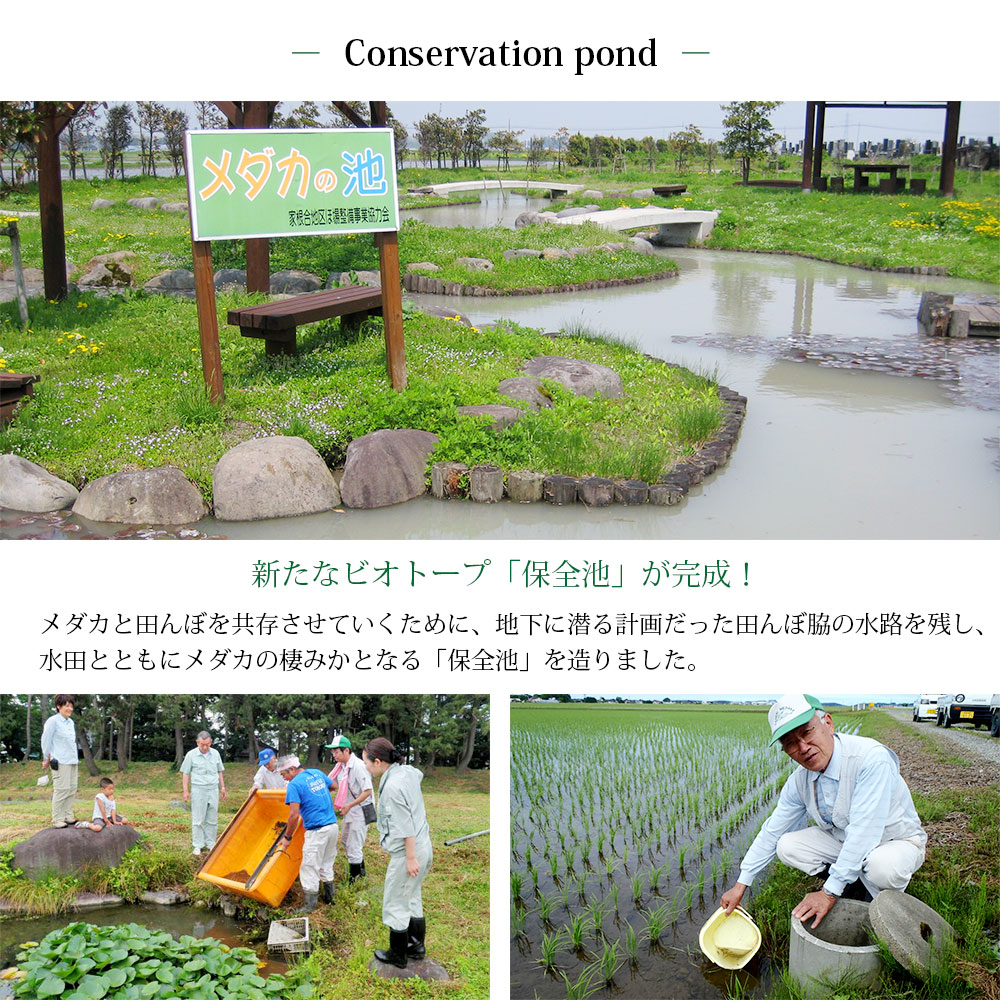 めだか米 10kg (5kg×2袋) 山形県産 はえぬき 令和7年産