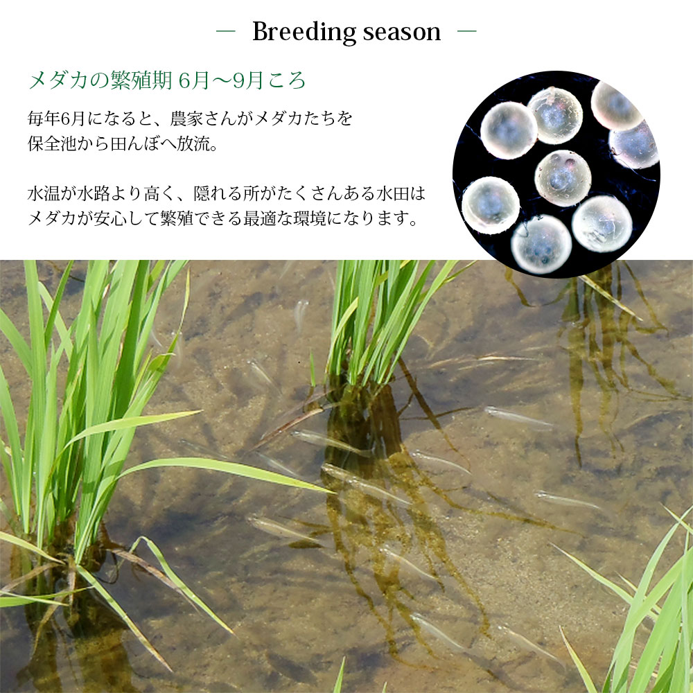 めだか米 10kg (5kg×2袋) 山形県産 はえぬき 令和7年産