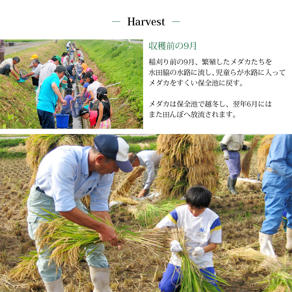 めだか米 10kg (5kg×2袋) 山形県産 はえぬき 令和7年産