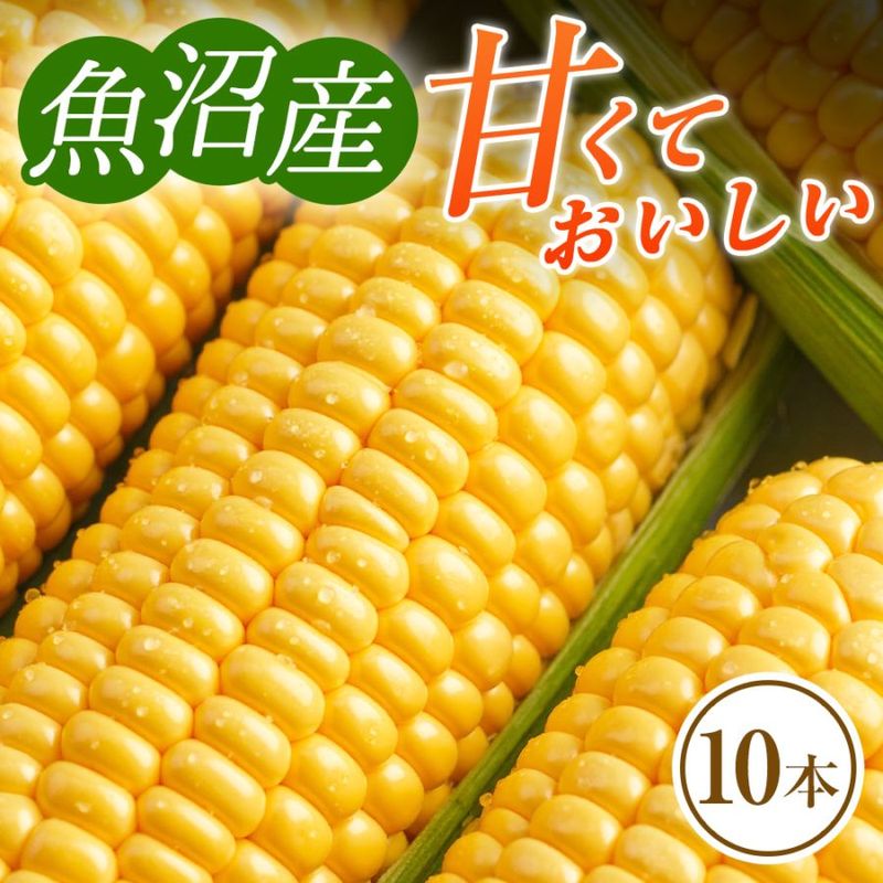 朝採り野菜  とうもろこし 無農薬 朝採りトウモロコシ 種to菜園 (長野県産) とうもろこし