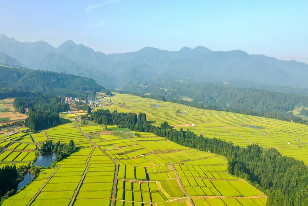 令和7年産 最高級魚沼産コシヒカリ「雪椿」1kg×3袋 化粧箱入り（赤地）