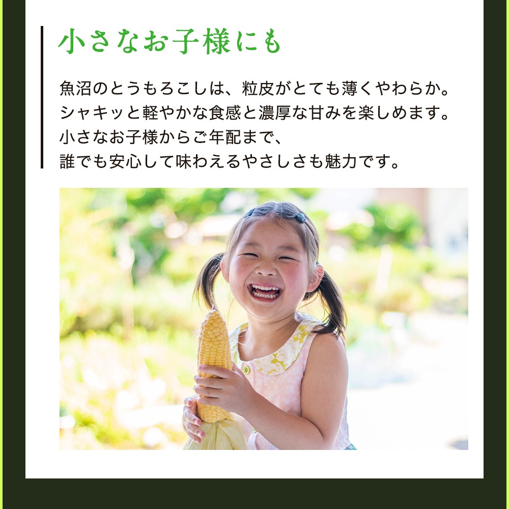 【朝採り 産地直送】とうもろこし