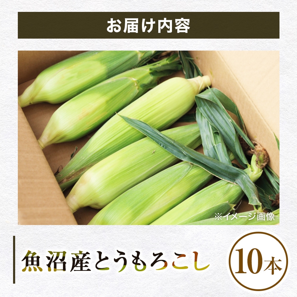 【朝採り 産地直送】とうもろこし
