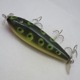 CREEK CHUB INJURED MINNOW