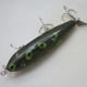 CREEK CHUB INJURED MINNOW