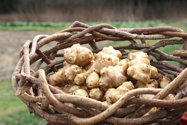 �ץ�������� Ⱦ�� �ץ����ư򤦤ɤ�  ����� �����Ĥ���