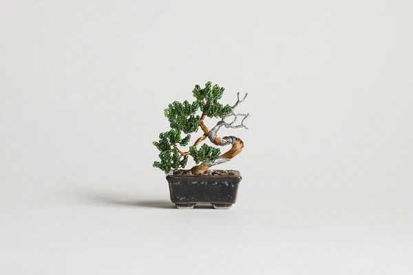 ネジッテBONSAI_2（真柏）HCA30//7