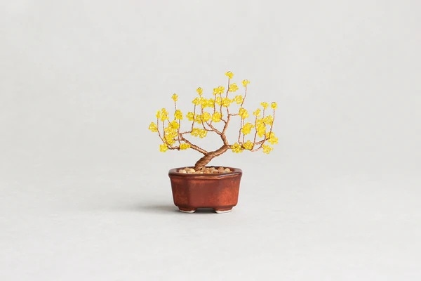 ネジッテBONSAI_2（蝋梅）HCA30//8