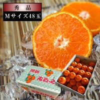 �ھ����ֹ棲����̪�������쥮��顼Ȣ���ͥ����������ʡ���������