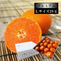 ھֹ棶̪ץߥࡡΥեȢ̥̼£