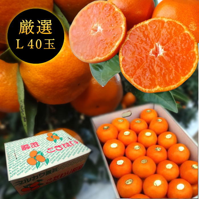 ھֹ棱ۡڥݥ5ܡ̪Ĵݡ쥮顼Ȣ̥ץߥࡡ