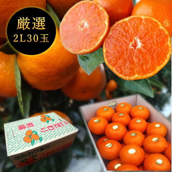 ھֹ棱ۡڥݥ5ܡ̪Ĵݡ쥮顼Ȣ̥ץߥࡡ